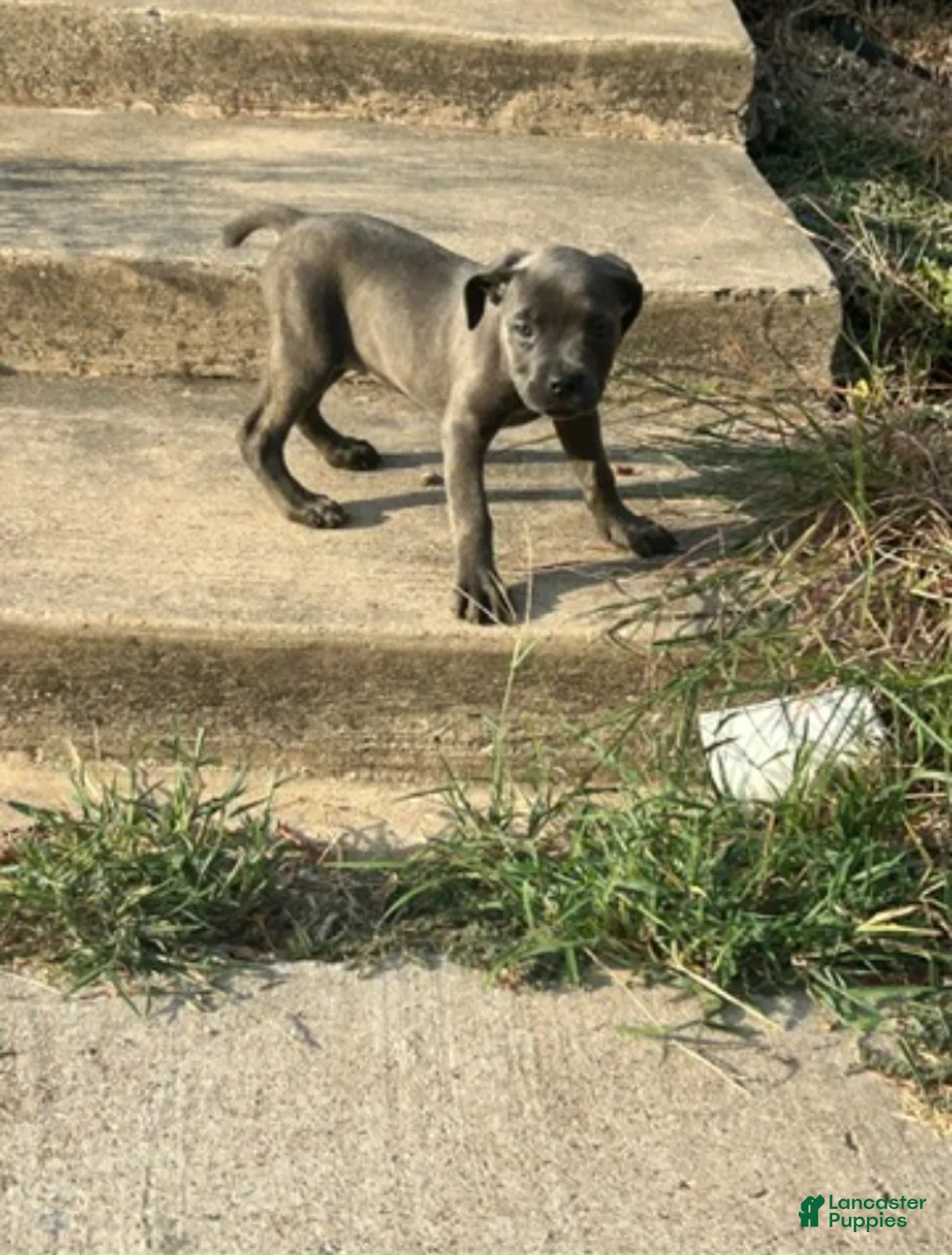 Cane Corso dogs for sale: Cane Corso 6 - Ad 1