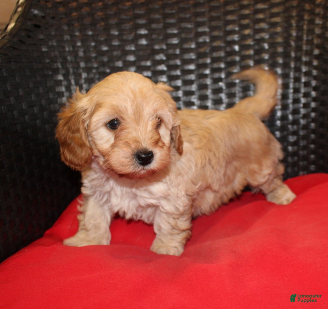Cavapoo dogs for sale: Rudolph  - Ad 4