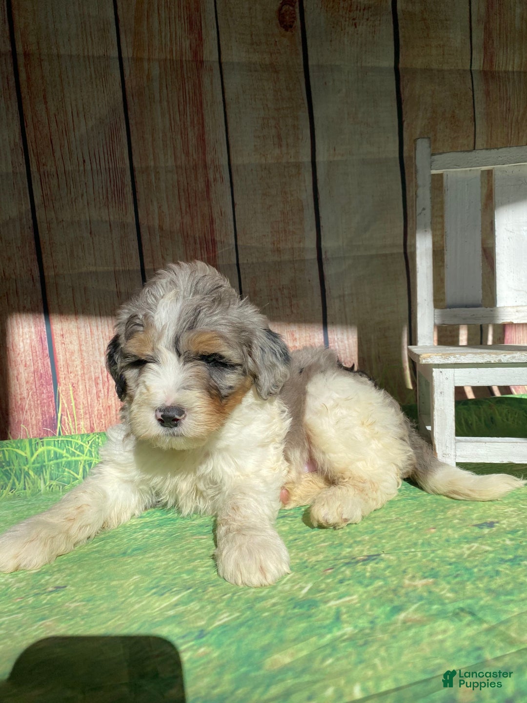 Mini Bernedoodle dogs for sale: Cowboy - Ad 3