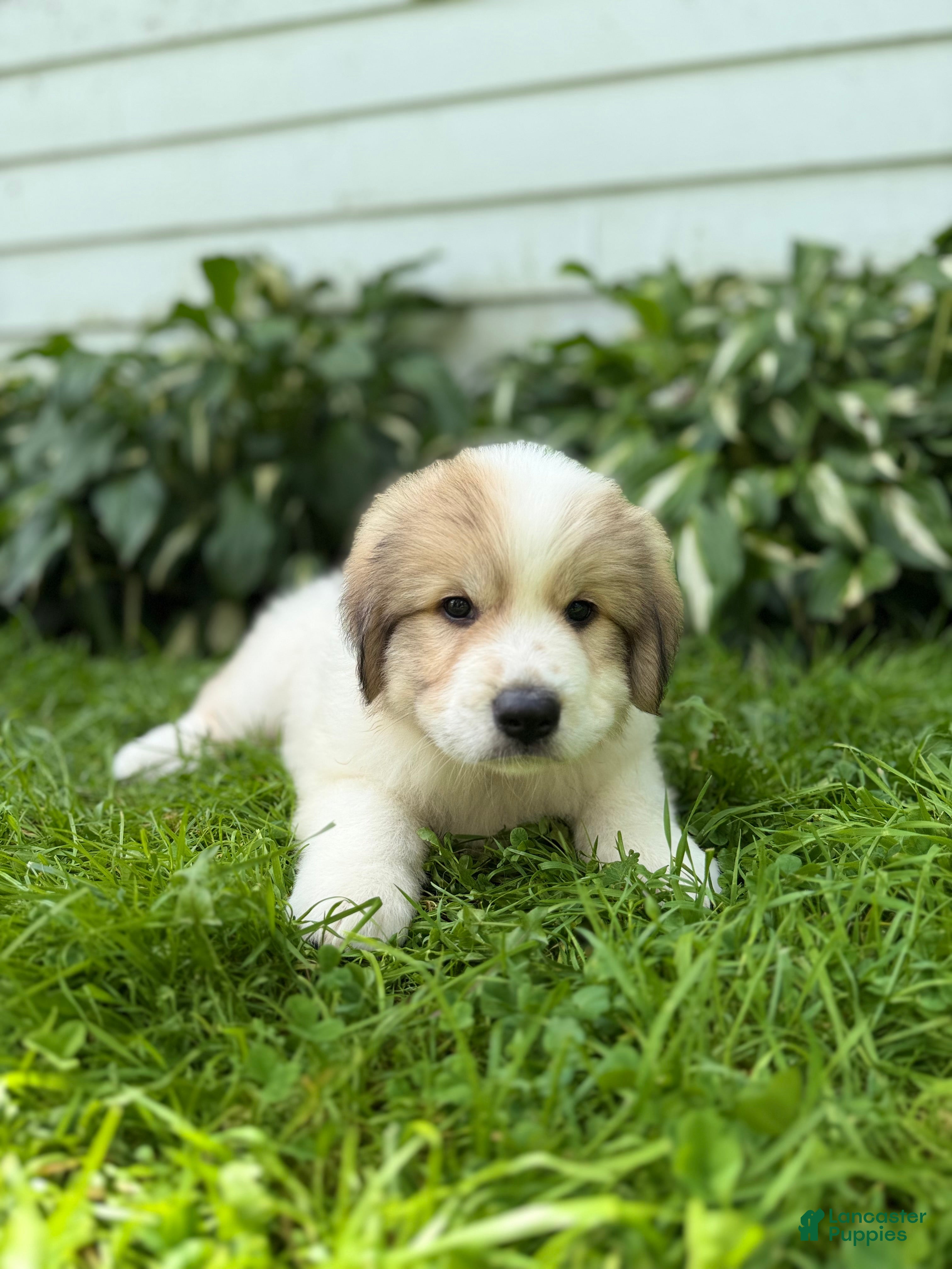 Great Pyrenees dogs Rover - Ad 2