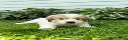 Great Pyrenees dogs for sale: Rover - Ad 12