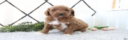 Mini Goldendoodle dogs for sale: Railey - Ad 3