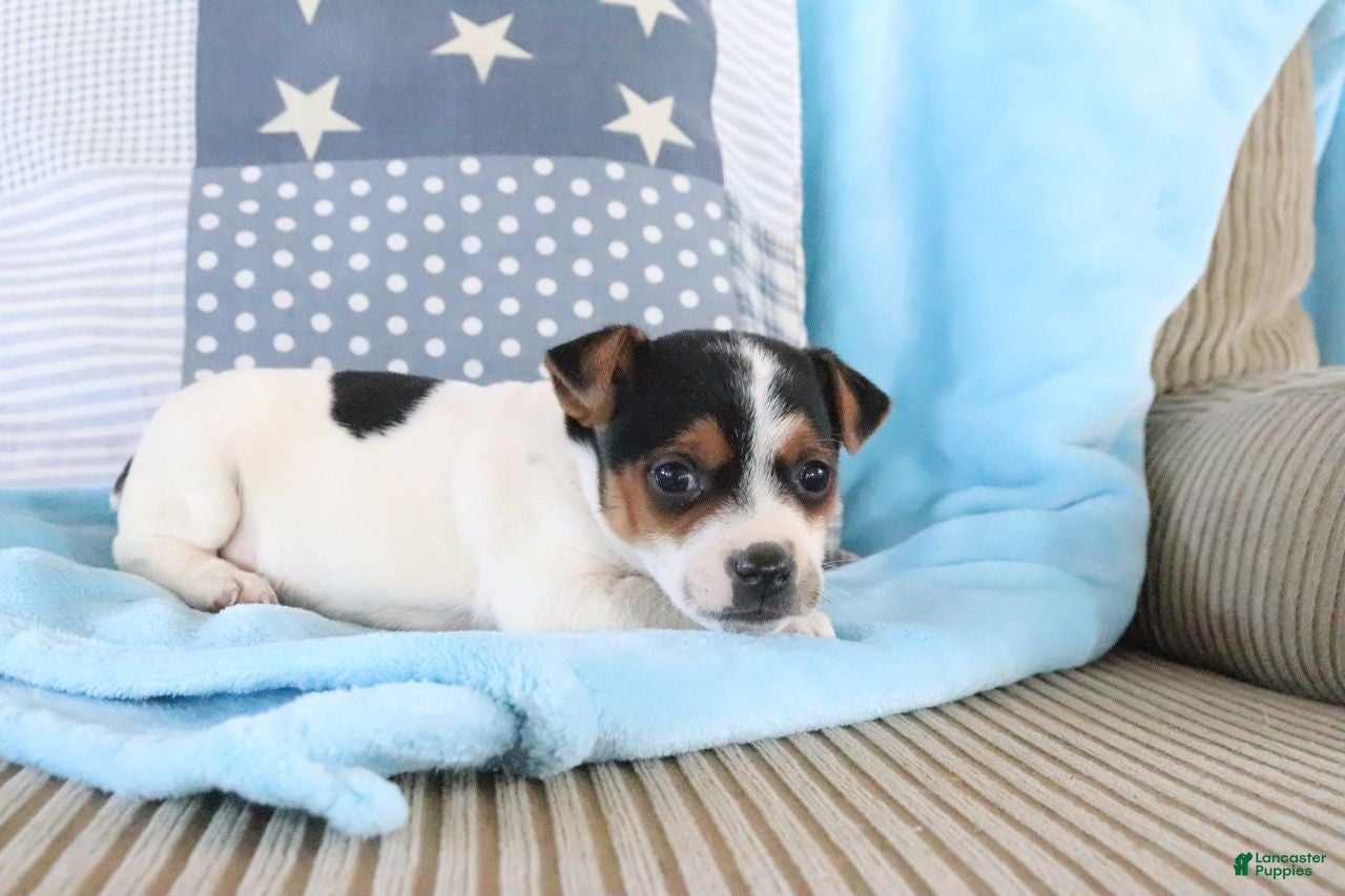 Jack Russell Terrier dogs Sailor - Ad 7