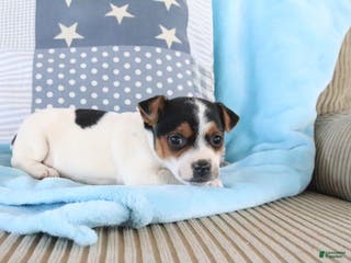 Jack Russell Terrier dogs Sailor - Ad 37
