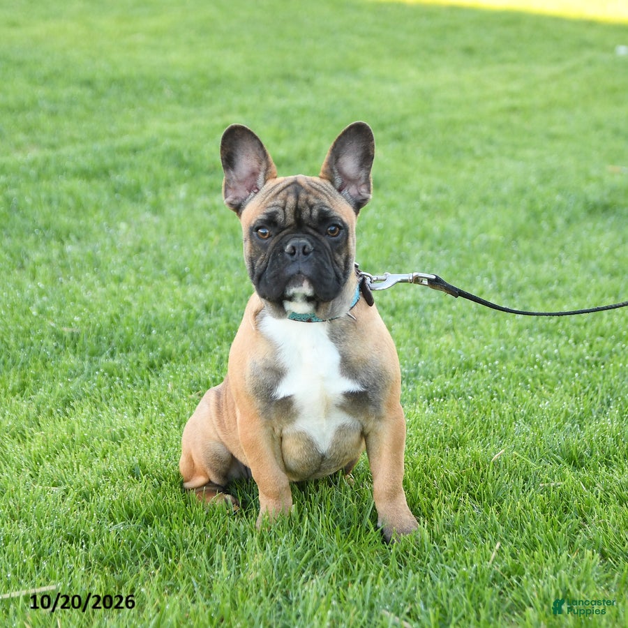 Frenchton dogs for sale: Daylon - Ad 1