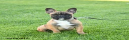 Frenchton dogs for sale: Daylon - Ad 1