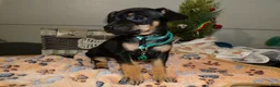 Miniature Pinscher dogs for sale: Miniature Pinscher Puppy 3 layla - Ad 2