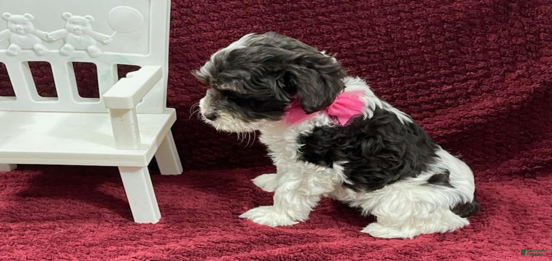 Gallery Image {{count}}