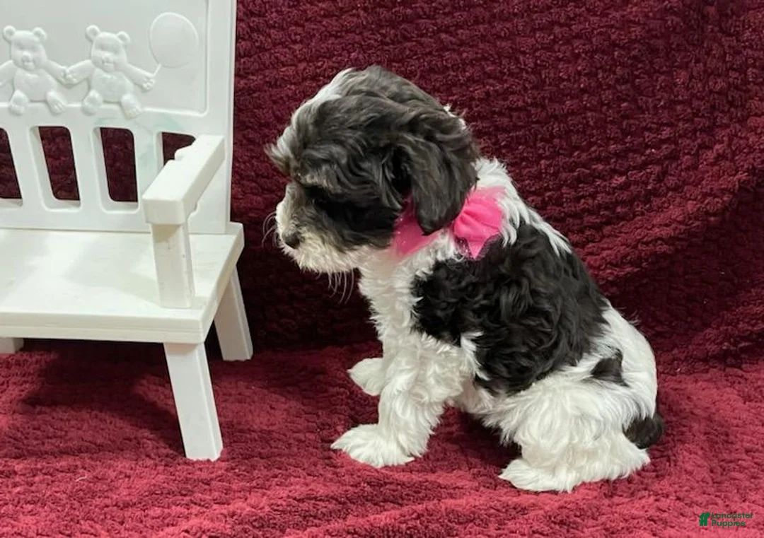 Gallery Image {{count}}