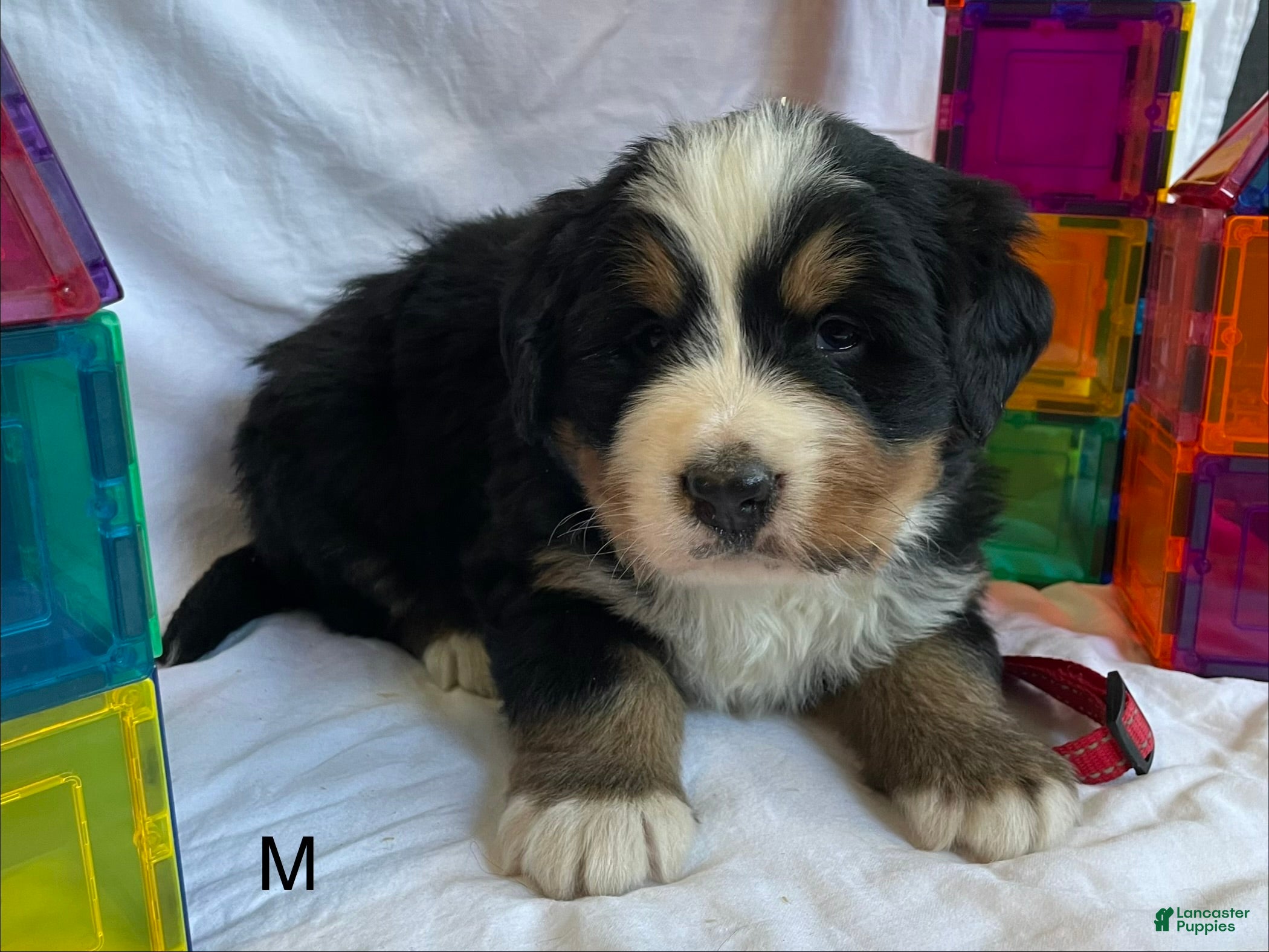 Bernese Mountain Dog dogs Bernese Mountain Dog Puppy 5 - Ad 37
