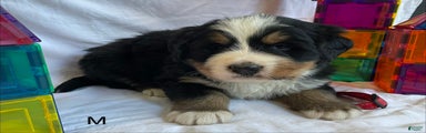 Bernese Mountain Dog Puppy 5