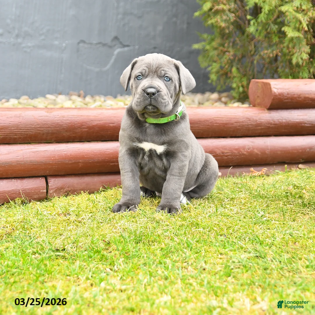 Cane Corso dogs for sale: Howdy - Ad 1