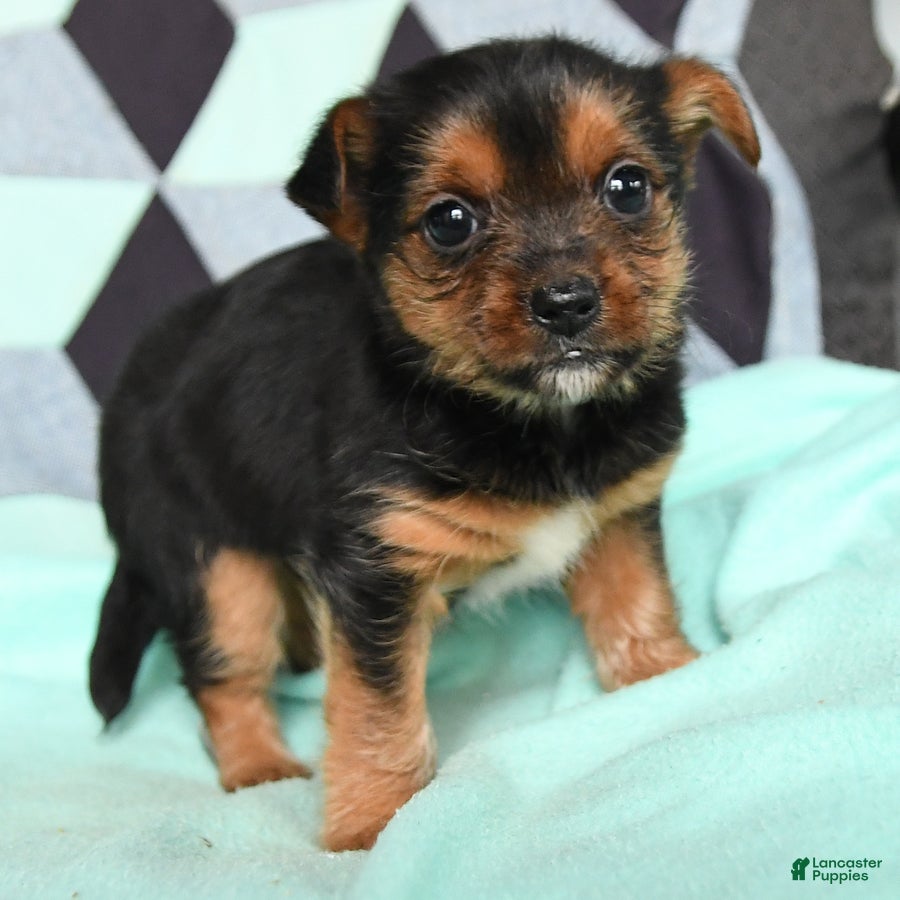 Yorkshire Terrier dogs Vera - Ad 2