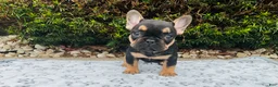 French Bulldog dogs for sale: Lucy  - Ad 5