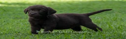 Labrador Retriever dogs for sale: Elijah - Ad 5