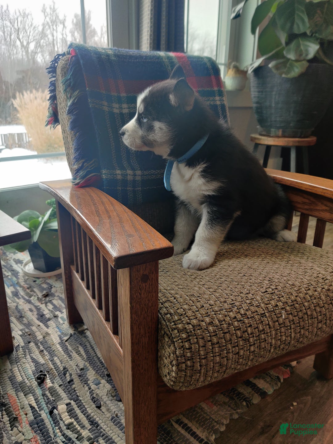 Siberian Husky dogs for sale: Aravis - Ad 4