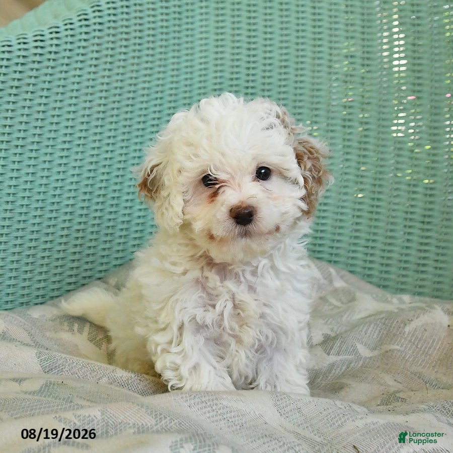 Toy Poodle dogs Sailor - Ad 2