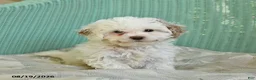 Toy Poodle dogs for sale: Sailor - Ad 2