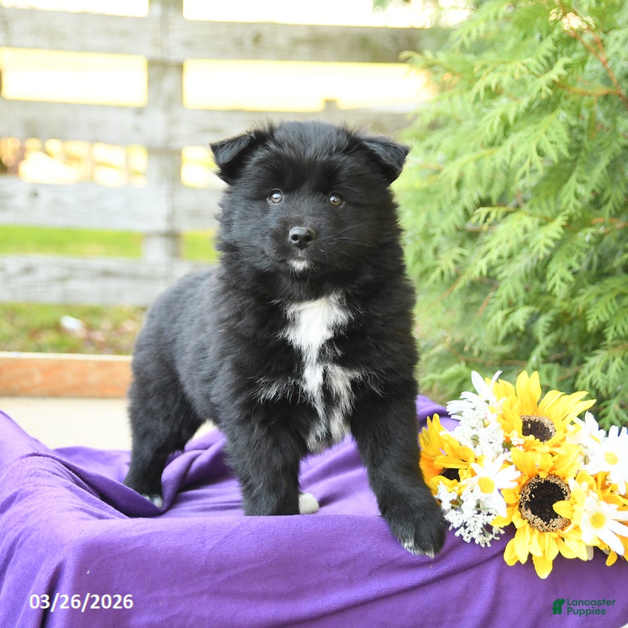 Pomsky dogs Kanthia - Ad 1