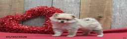 Pomeranian dogs for sale: Mandie - Ad 3