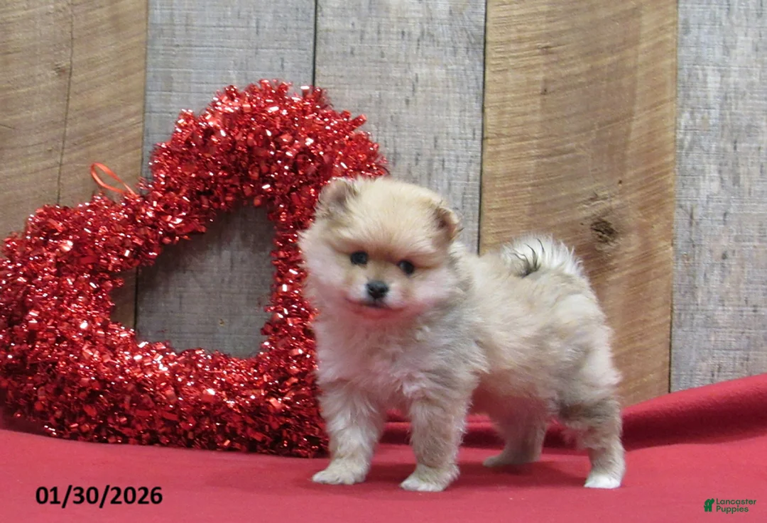 Pomeranian dogs for sale: Mandie - Ad 3
