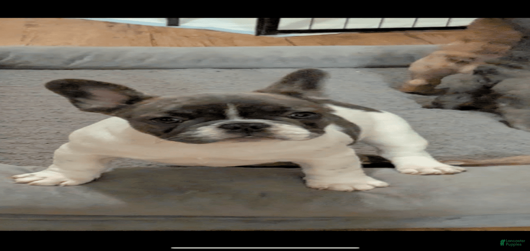 Gallery Image {{count}}