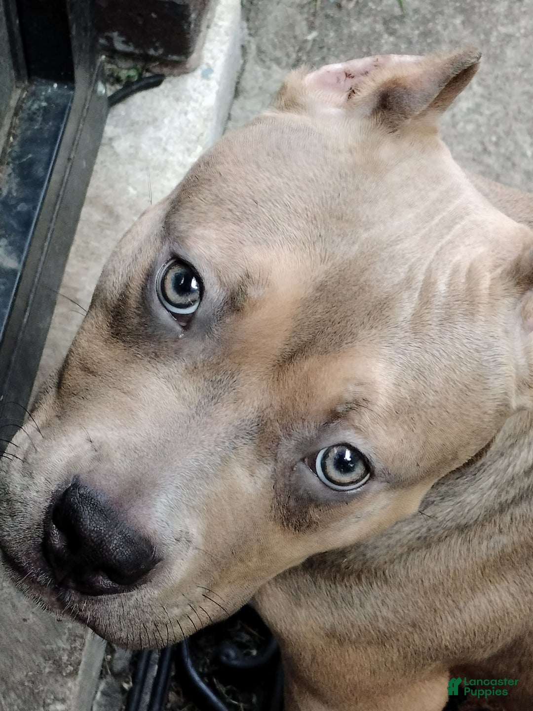 American Bully dogs for sale: Frank - Ad 3