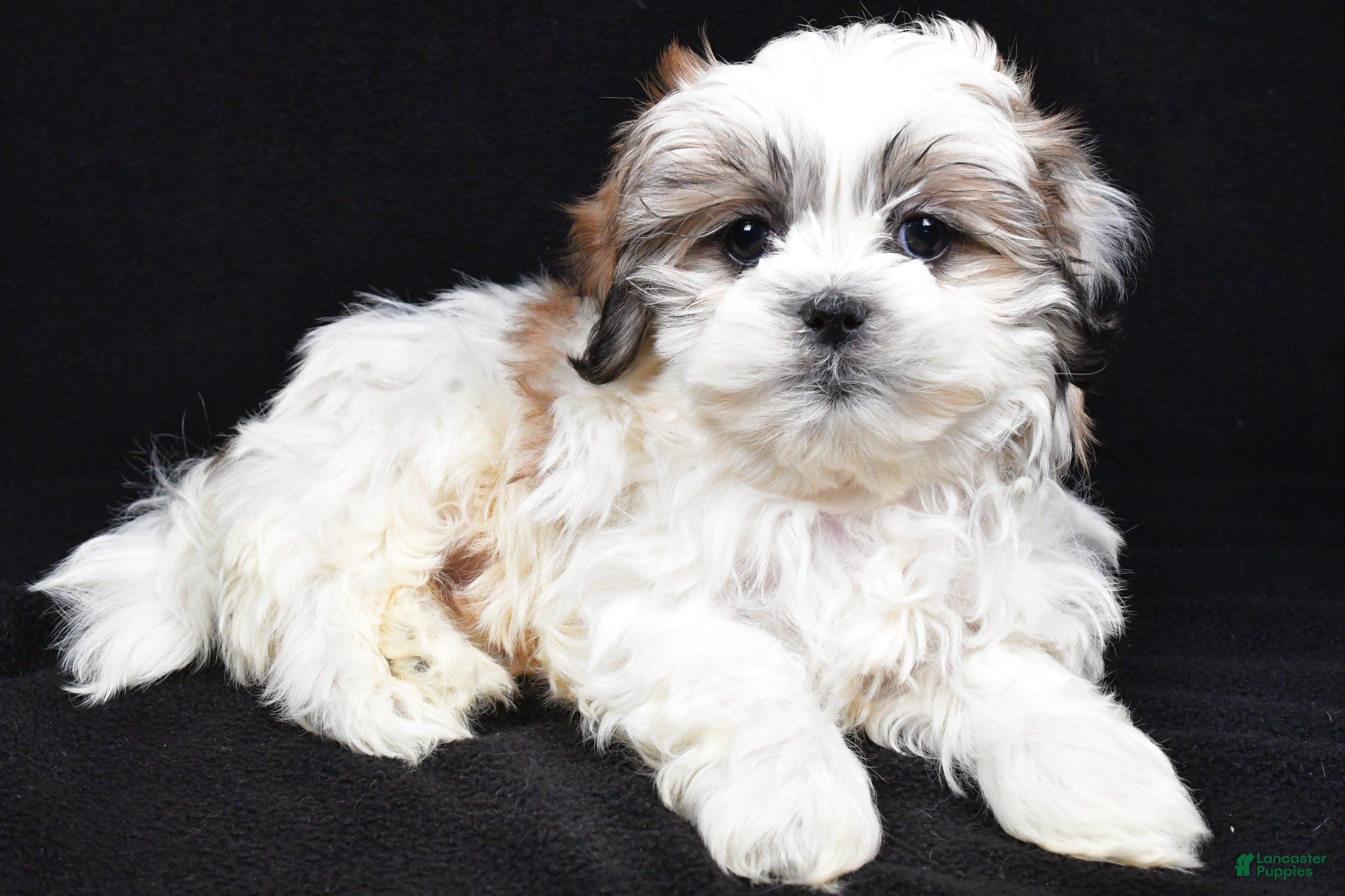 Teddy Bear dogs Eddy - Ad 2