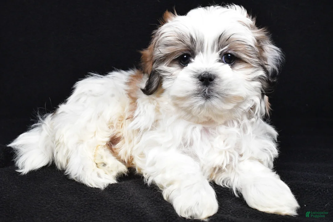 Teddy Bear dogs for sale: Eddy - Ad 1