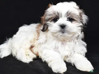 Teddy Bear dogs Eddy - Ad 2