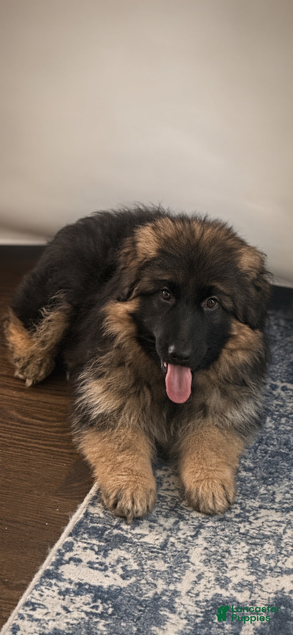 German Shepherd dogs Diva - Ad 2