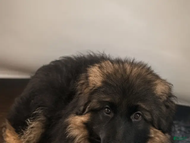 German Shepherd dogs for sale: Diva - Ad 2