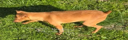 Miniature Pinscher dogs for sale: Dylan, stag chocolate merle - Ad 3