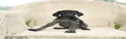 German Shorthaired Pointer dogs for sale: Daisy - Ad 5
