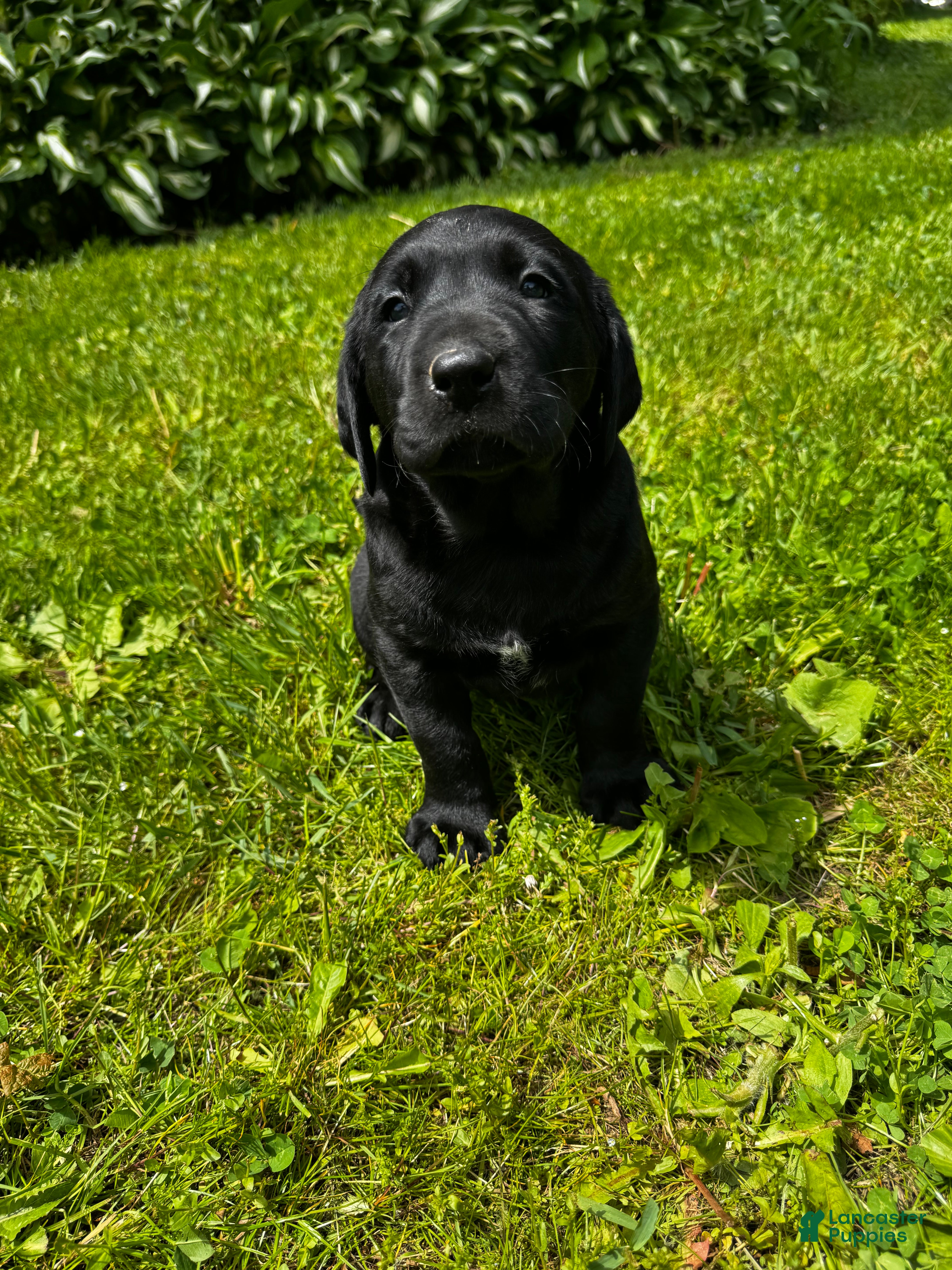 Labrador Retriever dogs Phillipe - Ad 15