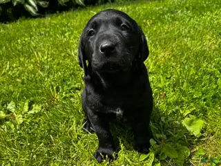 Labrador Retriever dogs Phillipe - Ad 14
