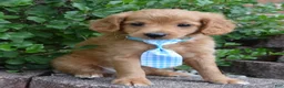Mini Goldendoodle dogs for sale: Mini Gordon - Ad 11