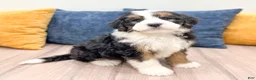 Bernedoodle dogs for sale: Brody - Ad 1
