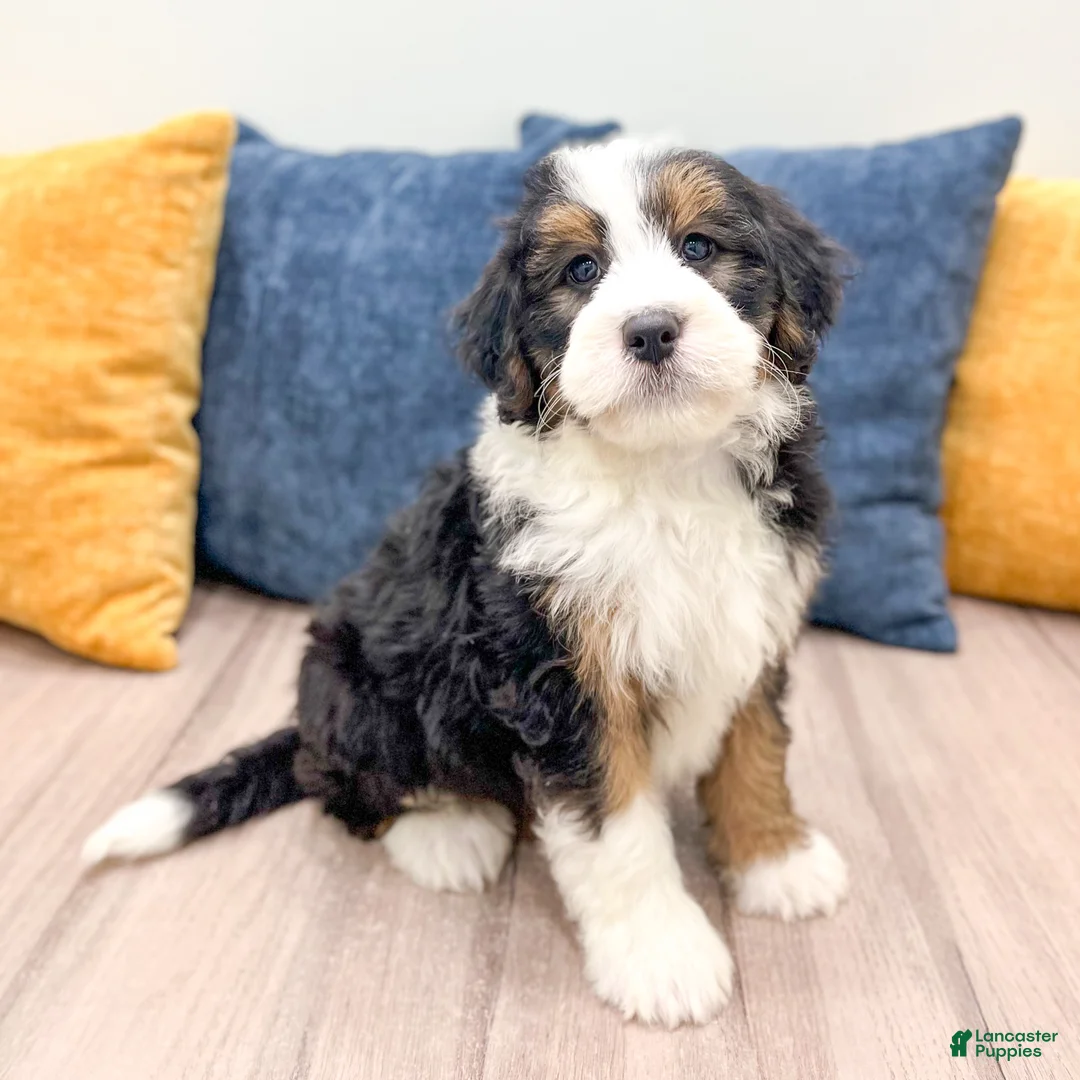 Bernedoodle dogs for sale: Brody - Ad 1