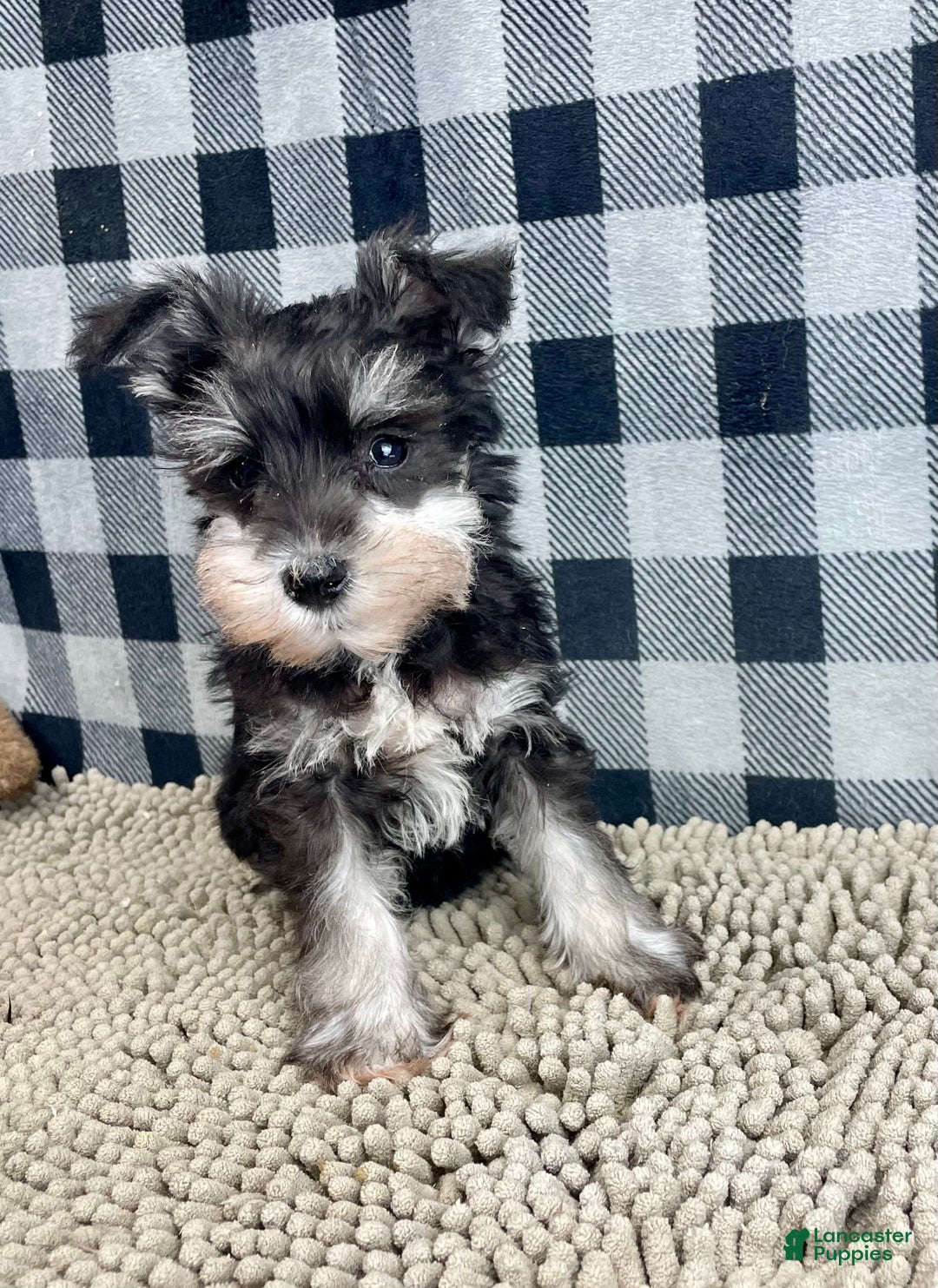 Miniature Schnauzer dogs for sale: Susie - Ad 3