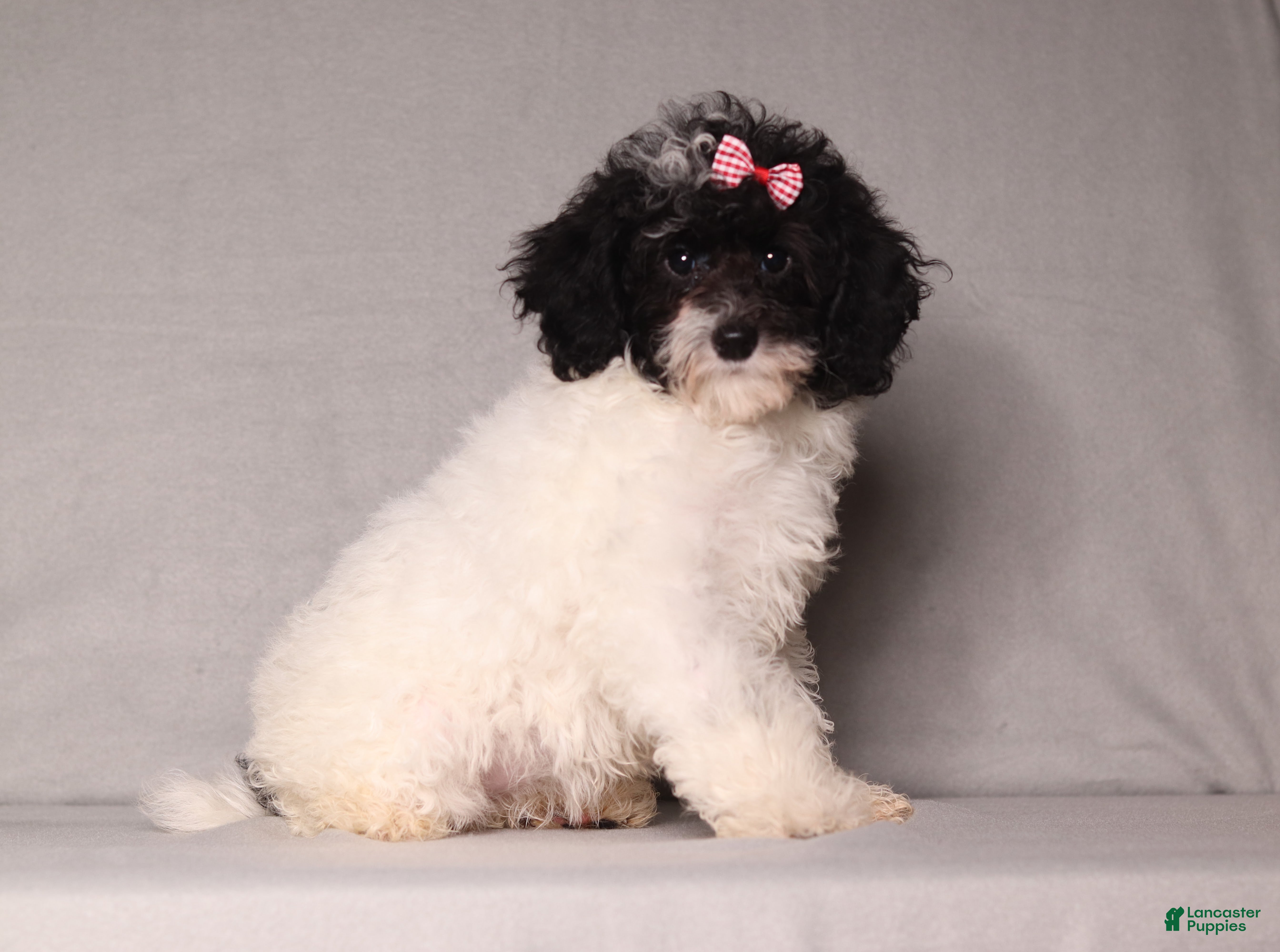 Mixed Breed dogs for sale: Paisley  - Ad 4