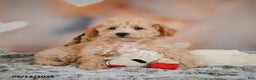 Bichpoo dogs for sale: Jenny - Ad 6