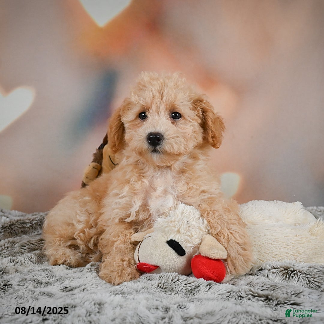 Bichpoo dogs for sale: Jenny - Ad 6