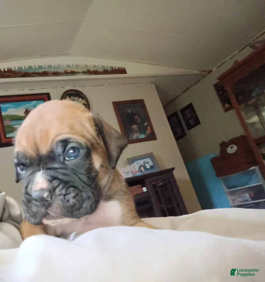 Boxer dogs for sale: Tank - Ad 2