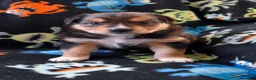 Miniature Australian Shepherd dogs for sale: Miniature Australian Shepherd 2 - Ad 5