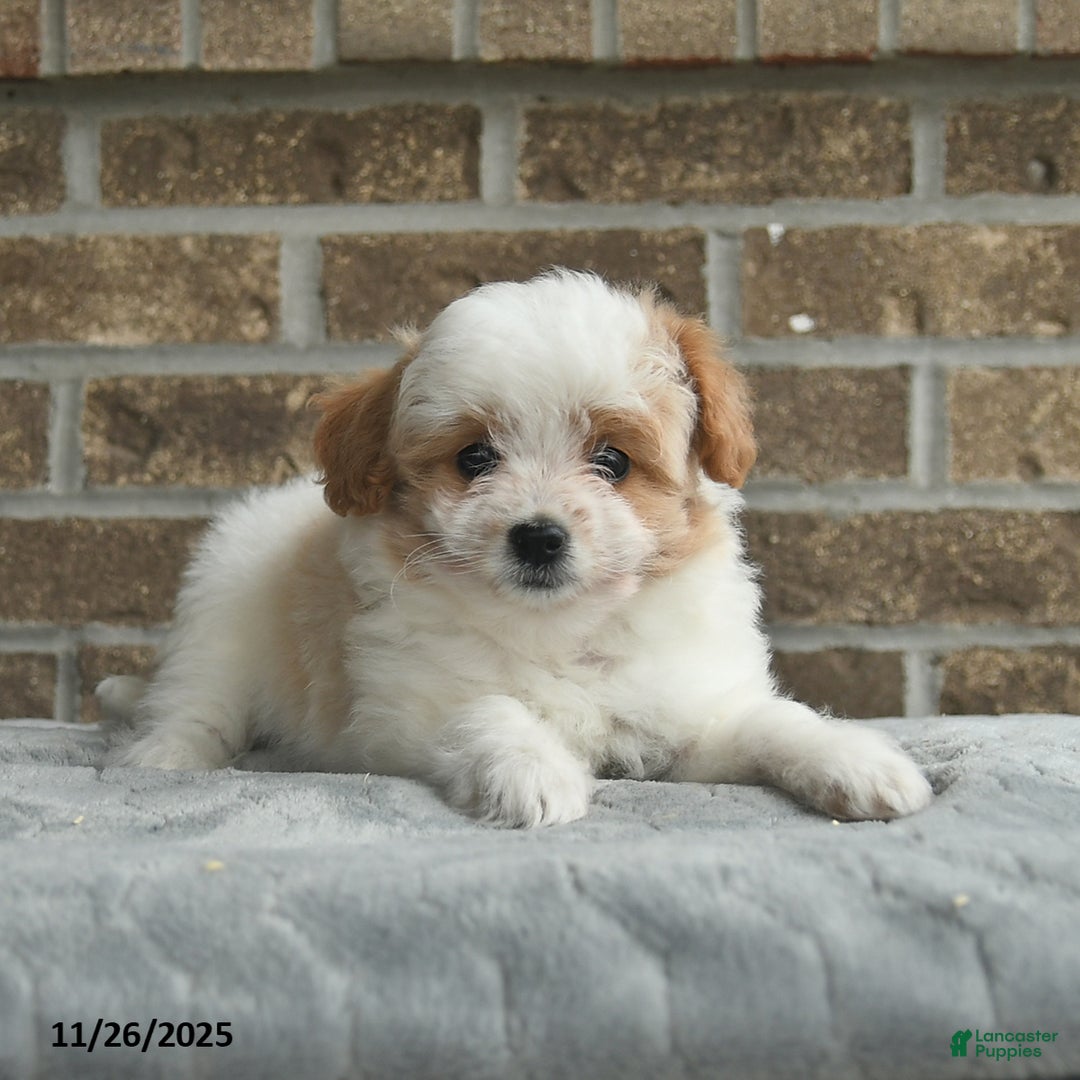Eskipoo dogs for sale: Nova  - Ad 3