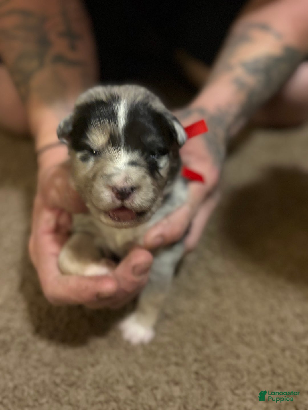 Australian Shepherd dogs for sale: Red. - Ad 1