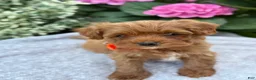 Toy Poodle dogs for sale: Patrick - Ad 5
