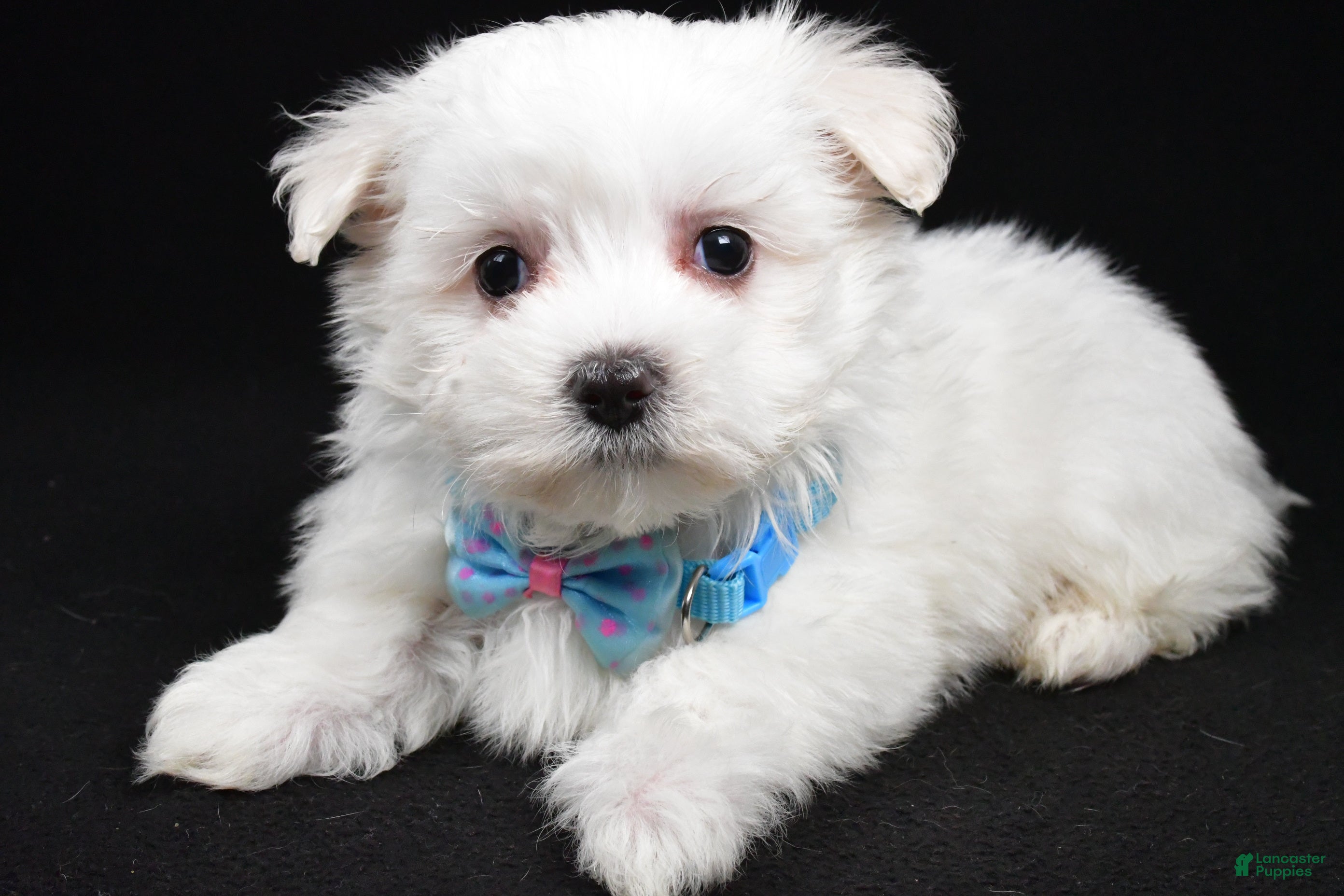 Maltese dogs Maddox - Ad 1