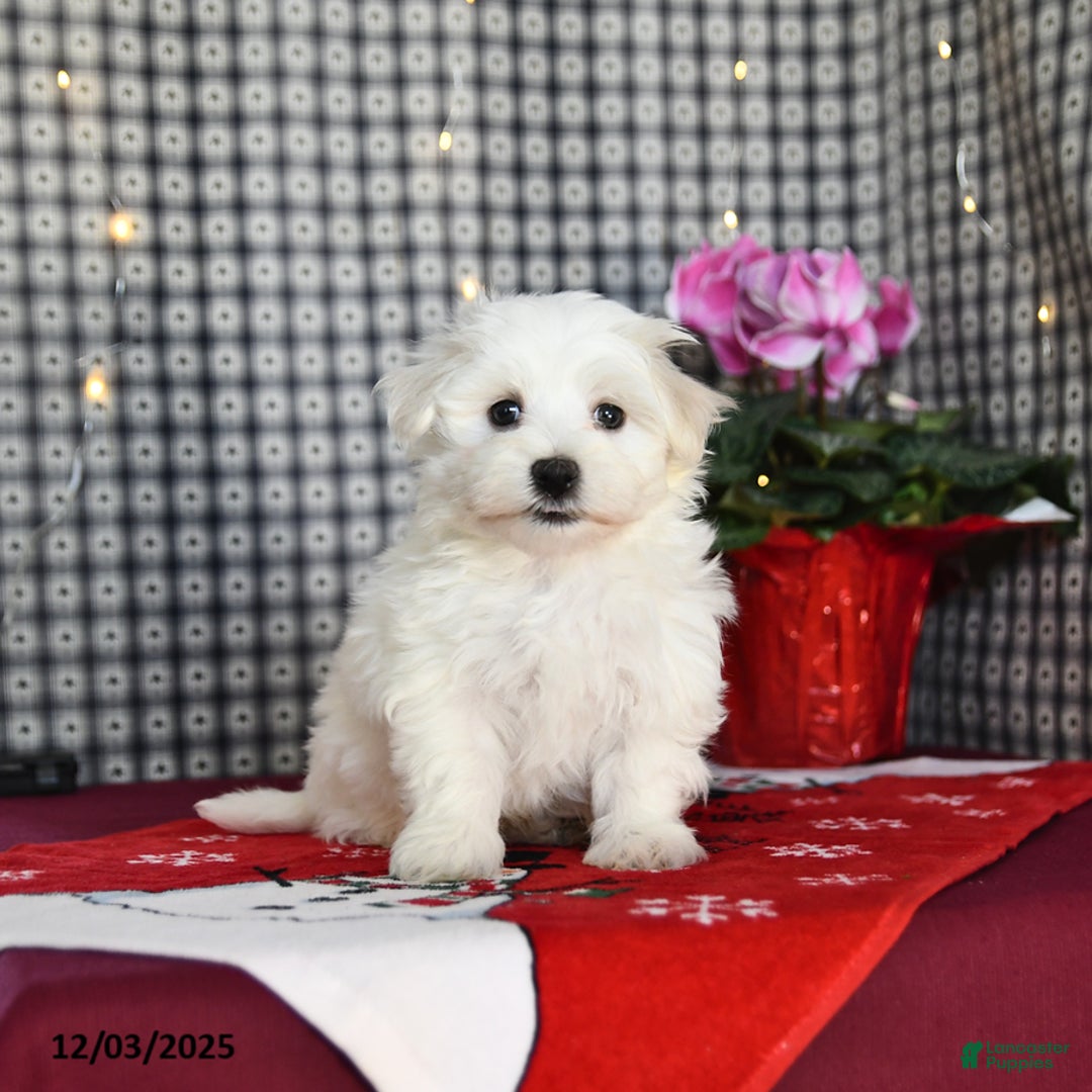 Morkie dogs for sale: Tubby - Ad 1